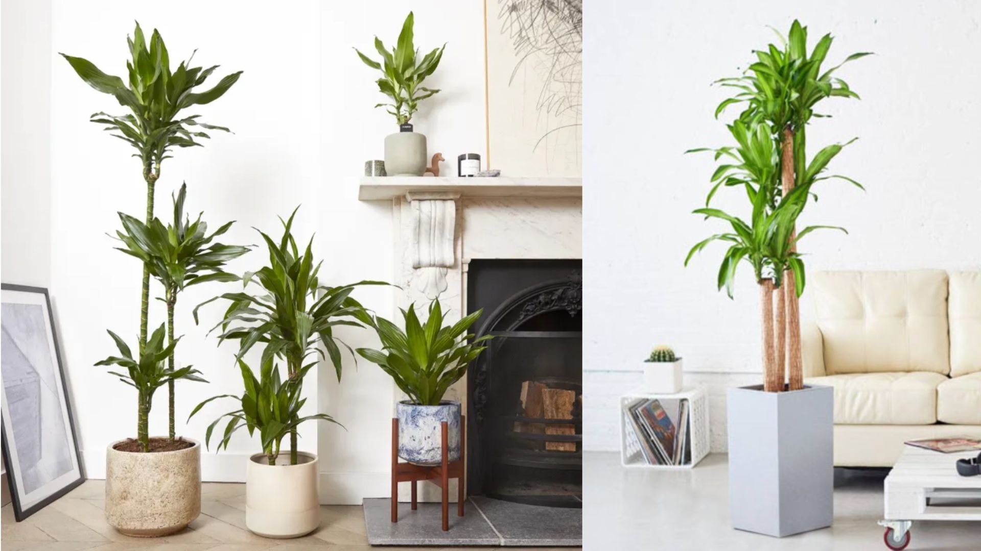 Cách Trồng Cây Thiết Mộc Lan Tại Nhà